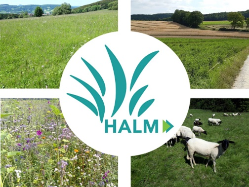 Halm Logo